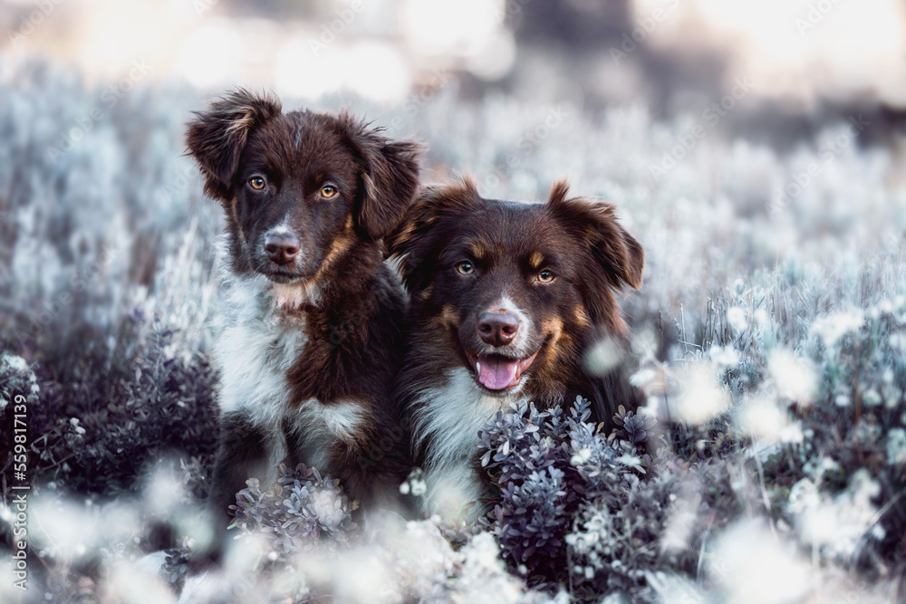 Zwei Hunde auf Wiese im Schnee
