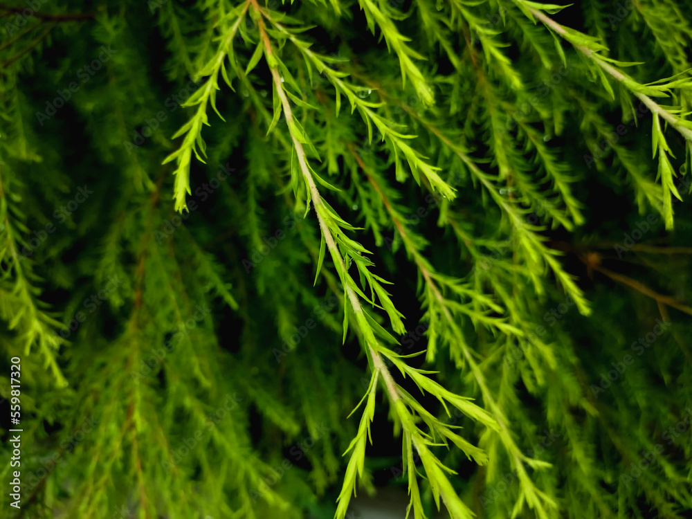 Green wet leaves | water drop on leaves.