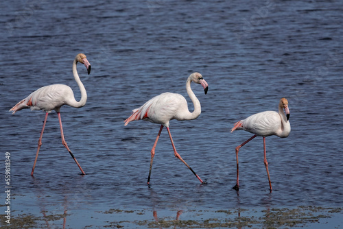 Rosaflamingo (Phoenicopterus roseus) © Lothar Lenz