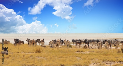 Panoramic view of a large herd of Zebra and Wildebeest with the Etosha Pan in the distance - Heat Haze is very visible, Etosha National Park, namibia