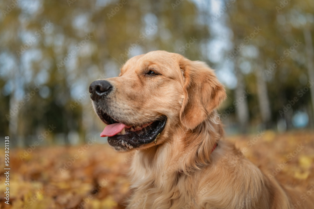 Beautiful purebred golden retriever on a walk in the park in warm weather.