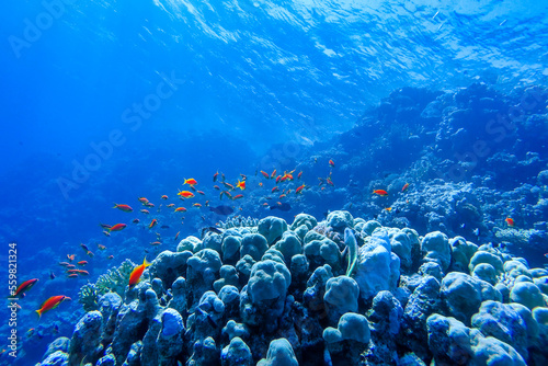 Fototapeta colorful coral reef and bright fish