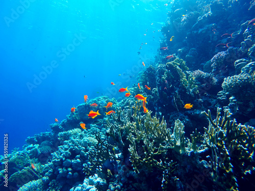 Fototapeta Naklejka Na Ścianę i Meble -  colorful coral reef and bright fish