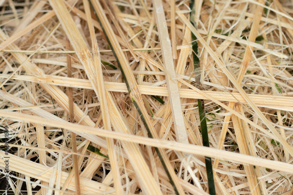 texture of bamboo scraps for the background texture of bamboo scraps for the background