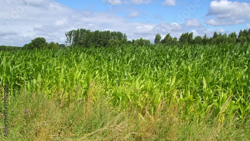 field sown with corn, camera march along the field