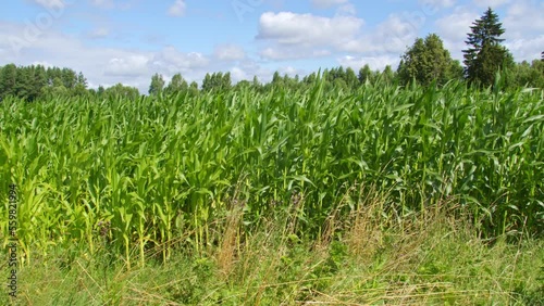 field sown with corn, the corn sways in the wind