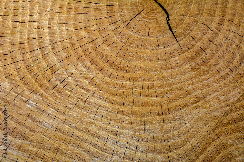 Wood grain background texture .