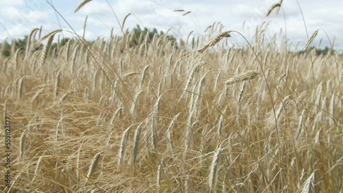 Rye stalks fly in the wind during the day, close-up on the ears