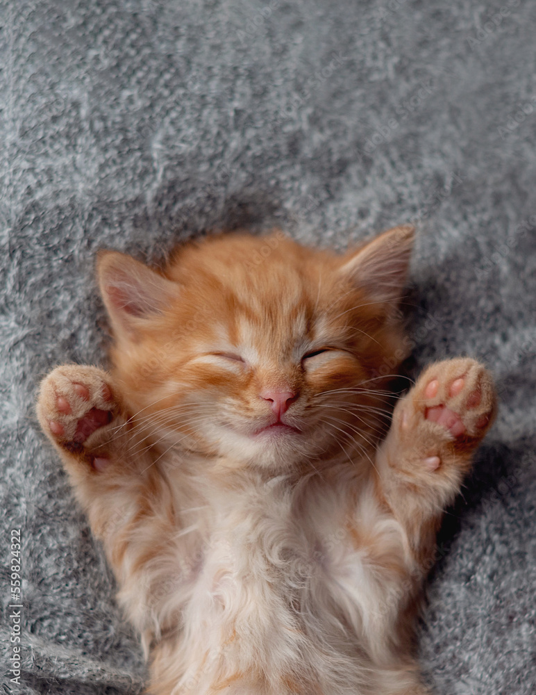 Cute little ginger kitten sleeps on fur gray blanket