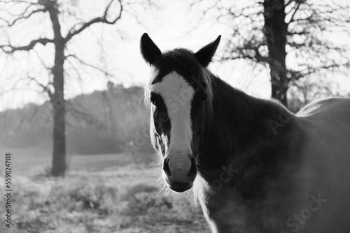 Rustic horse portrait of mare in Texas farm field during winter season, black and white animal portrait outdoors. © ccestep8