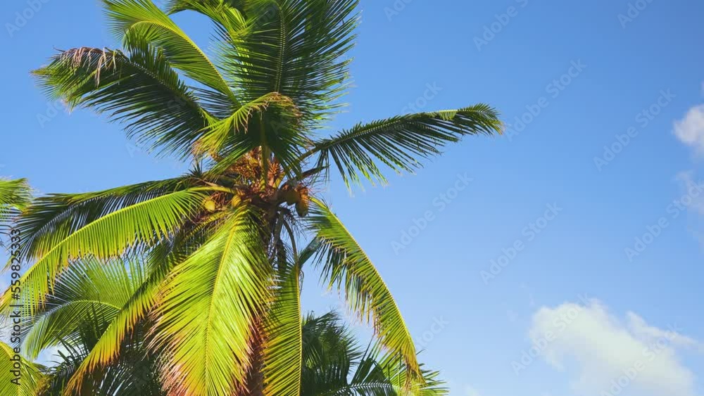 Bright palm tree against the blue sky. Green leaves of an exotic tree. Summer beach background. Palm trees on the tropical coast. Bright palm tree against the blue sky. Green leaves of an exotic tree. Summer beach background. Palm trees on the tropical coast.