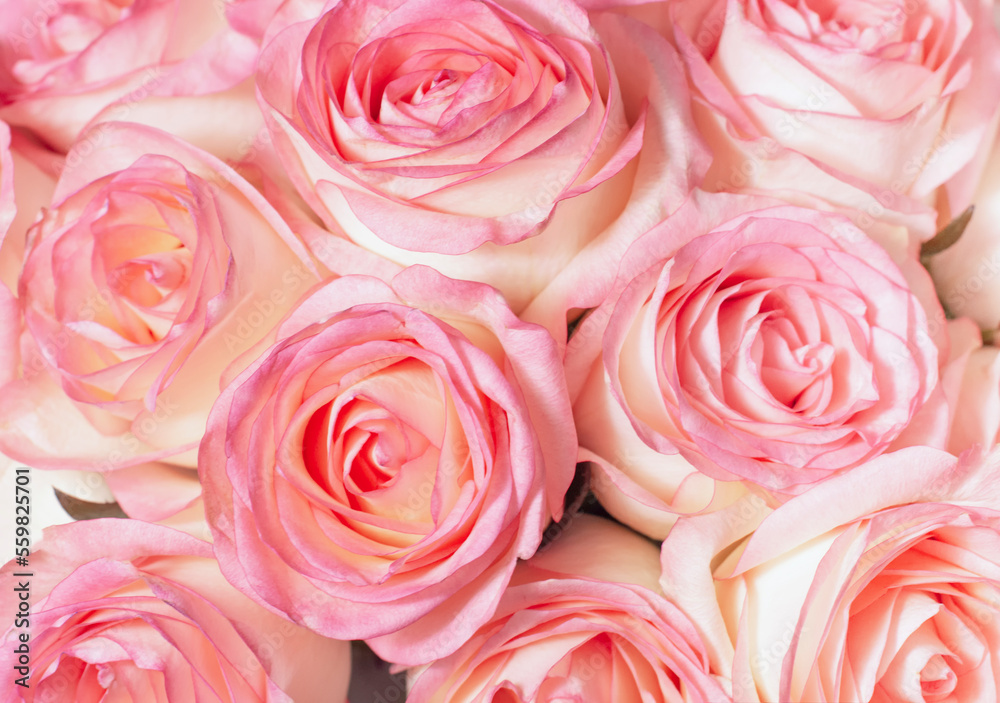 background of buds of fresh pink roses, postcard, congratulations. High quality photo background of buds of fresh pink roses, postcard, congratulations. High quality photo