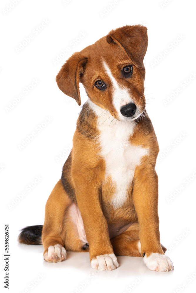 Cute puppy isolated on white