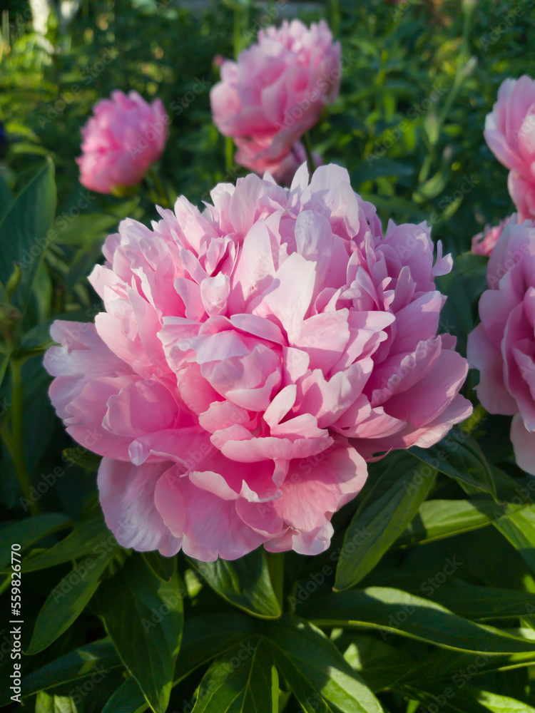 pink peony flower in partial shade