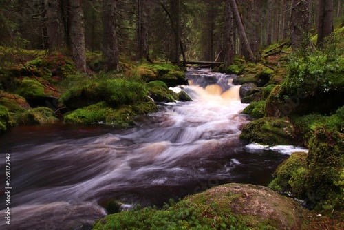 A wild stream in the deep forest near Modrava, Czech republic photo