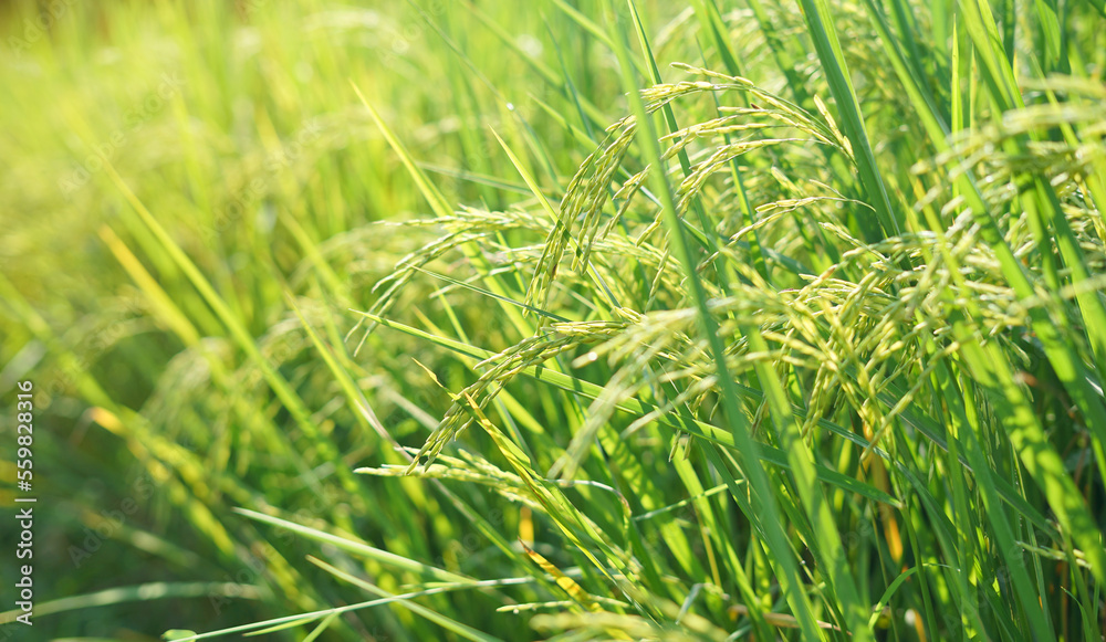 Fototapeta premium close up ear of rice in paddy field or rice field