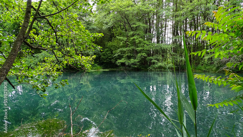 pond in the forest
