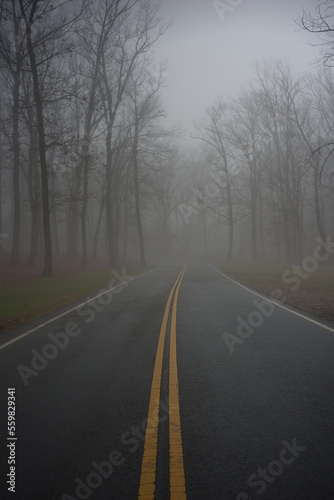 road with no cars during a foggy morning with tree in winter time