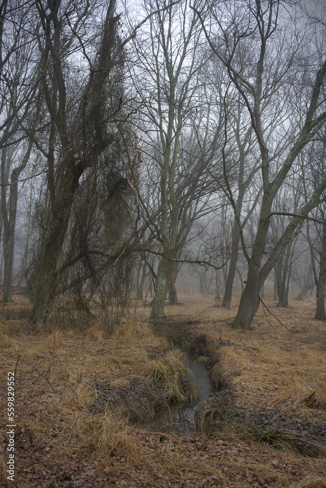 Stream of water during winter with fog and a fallen tree crossing it