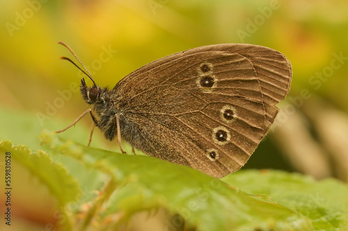 Closeup on a brown Ringlet butterfly , Aphantopus hyperantus, perched with closed wings on a green leaf