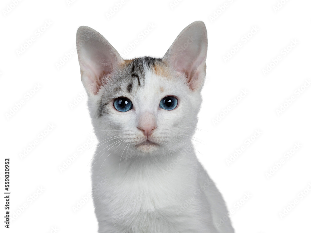 Head shot of cute silver patterned shorthair Japanese Bobtail cat kitten, looking at camera with blue eyes. Isolated cutout on transparent background.