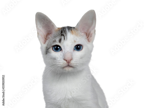 Head shot of cute silver patterned shorthair Japanese Bobtail cat kitten, looking at camera with blue eyes. Isolated cutout on transparent background. © Nynke