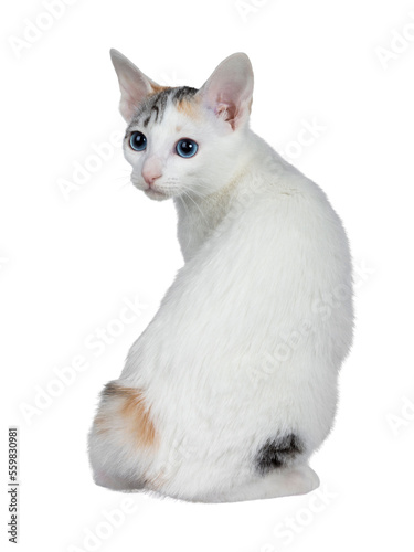 Canvas Print Cute silver patterned shorthair Japanese Bobtail cat kitten sitting backwards, looking over shoulder at lens with blue eyes