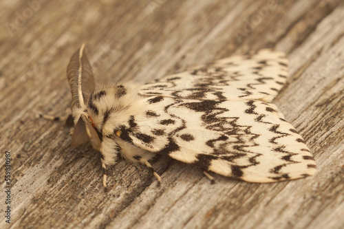 Closeup on the black arches tussock moth, Lymantria monacha, sitting on wood photo