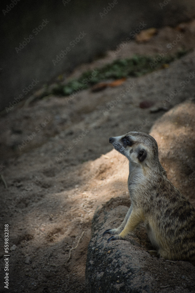 Fototapeta premium meerkat standing on the ground
