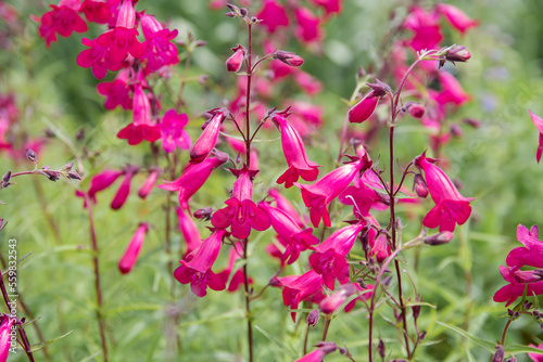 Penstemon 'Garnet' - bright pink flowers on green background