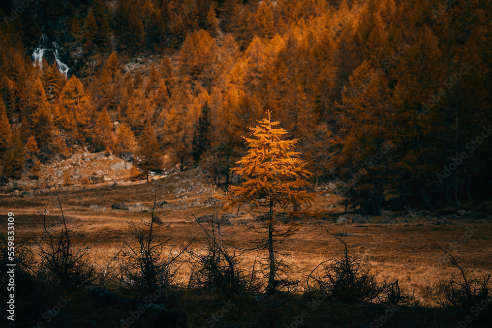 autumn forest in the morning with golden background autumn forest in the morning with golden background