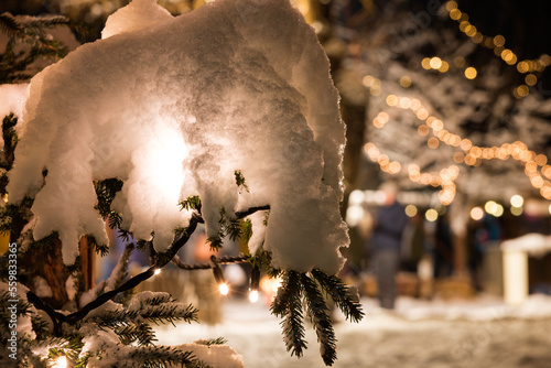 Snow- covered pine branch in evening light.