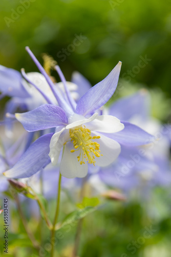 Aquilegia caerulea Kirigami Light Blue and White - charming herbaceous perennial with mix of light blue and white shade flowers