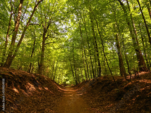 Wanderweg durch den Buchenwald Serrahner Wald in Mecklenburg-Vorpommern, Deutschland