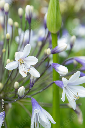 Purple African Lily - Agapanthus africanus