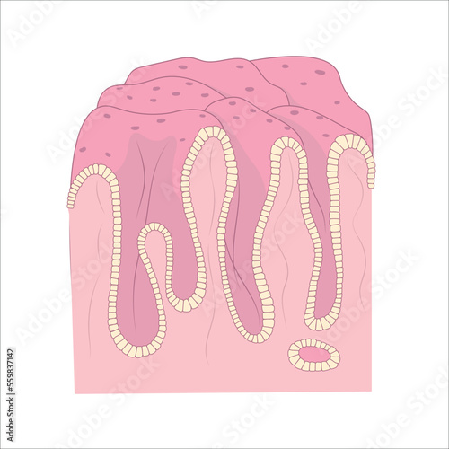 Diagram of the internal surface of human stomach. Structure of digestive epithelium.
