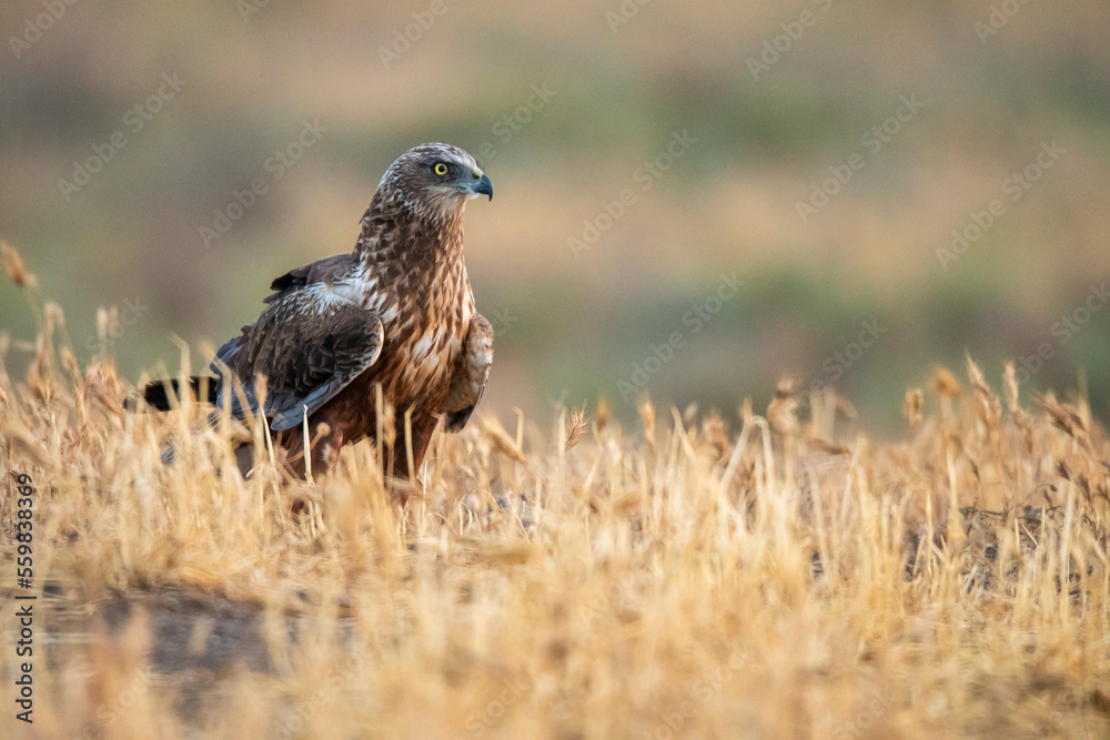 Scared marsh harrier on dry field Scared marsh harrier on dry field
