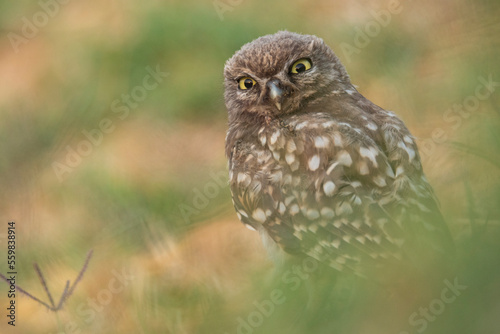 Fluffy little owl resting on grass photo