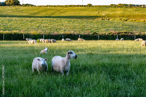 sheep in a meadow, sunset, sunrise, white sheets, ram , ewe