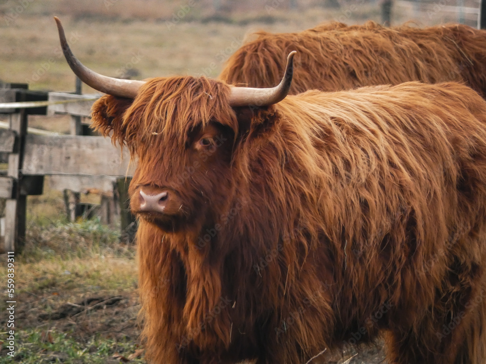 Scottish Highland cattle portait