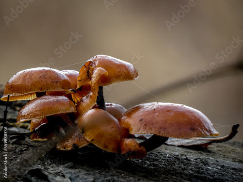 Brown wild forest mushrooms group, izolowany