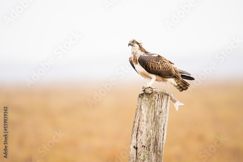 Hawk with dead fish sitting on stump photo