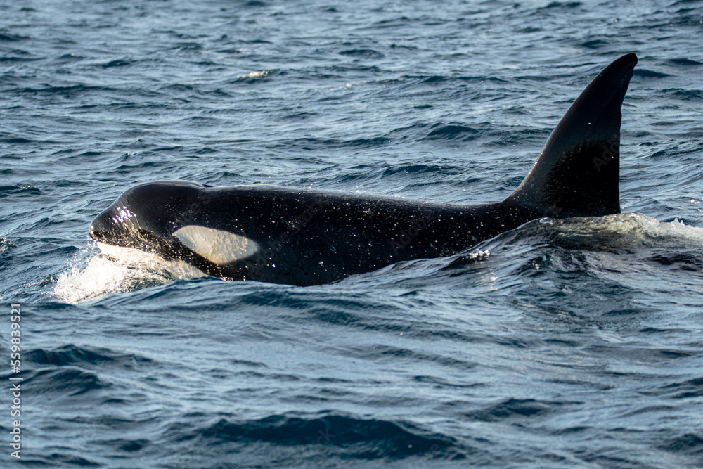 Orca swimming in wavy sea on sunny day Orca swimming in wavy sea on sunny day