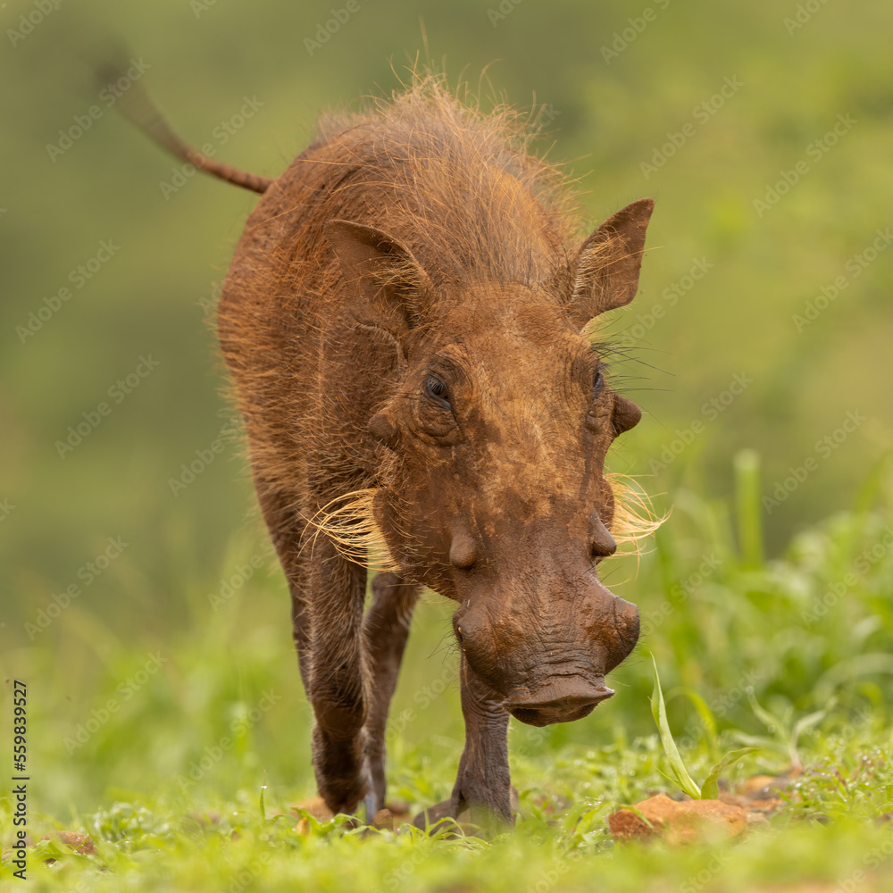 Warthog approaching and spinning its tail Warthog approaching and spinning its tail