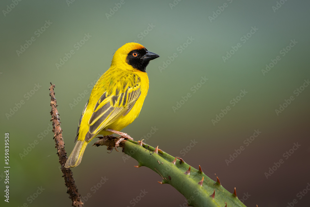 Southern masked weaver perched on an Agave leaf