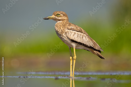Water thick-knee in a natural habitat photo