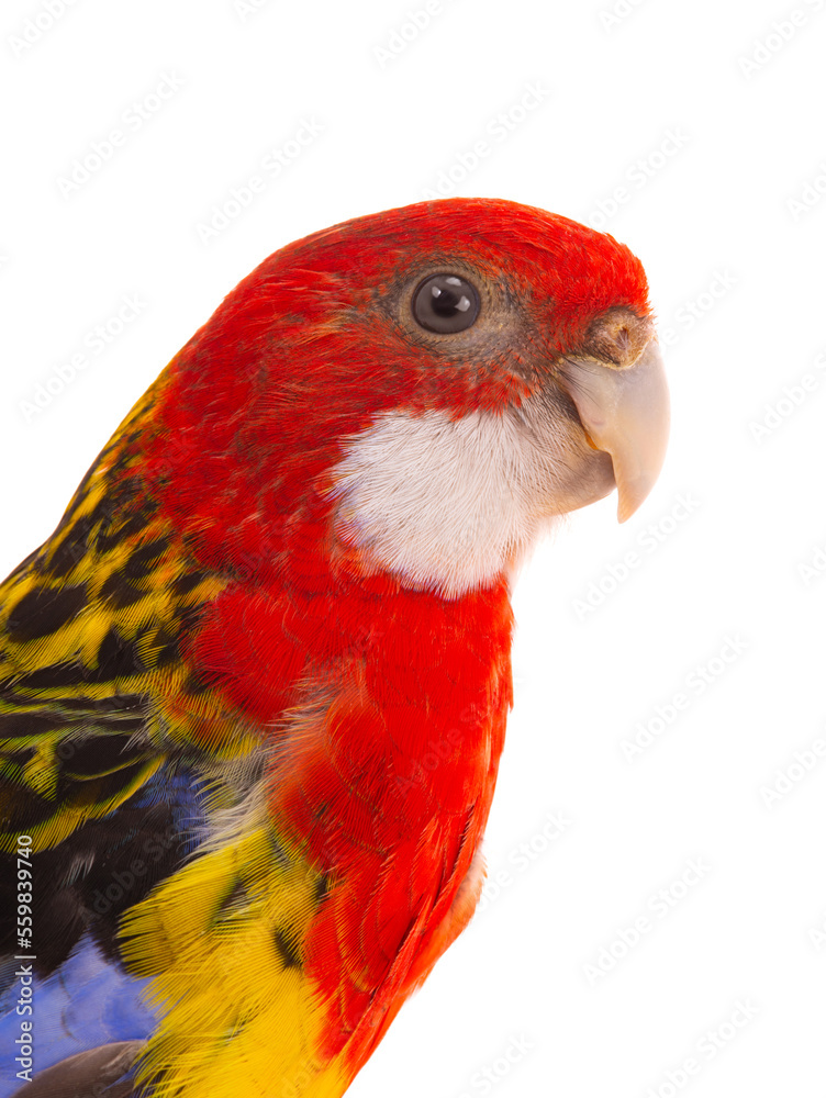 Fototapeta premium portrait parrot rosella isolated on white background