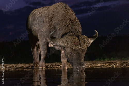 African buffalo in the night at the watering hole