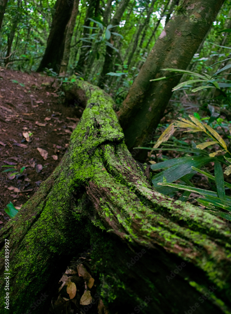 Mossy fallen tree trunk in lush woodland,Tranquil nature scene. Mossy fallen tree trunk in lush woodland,Tranquil nature scene.