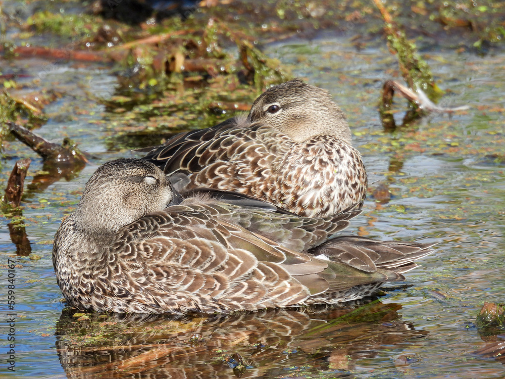 Blue wing teal in the Lake Apopka Wildlife Refuge Blue wing teal in the Lake Apopka Wildlife Refuge